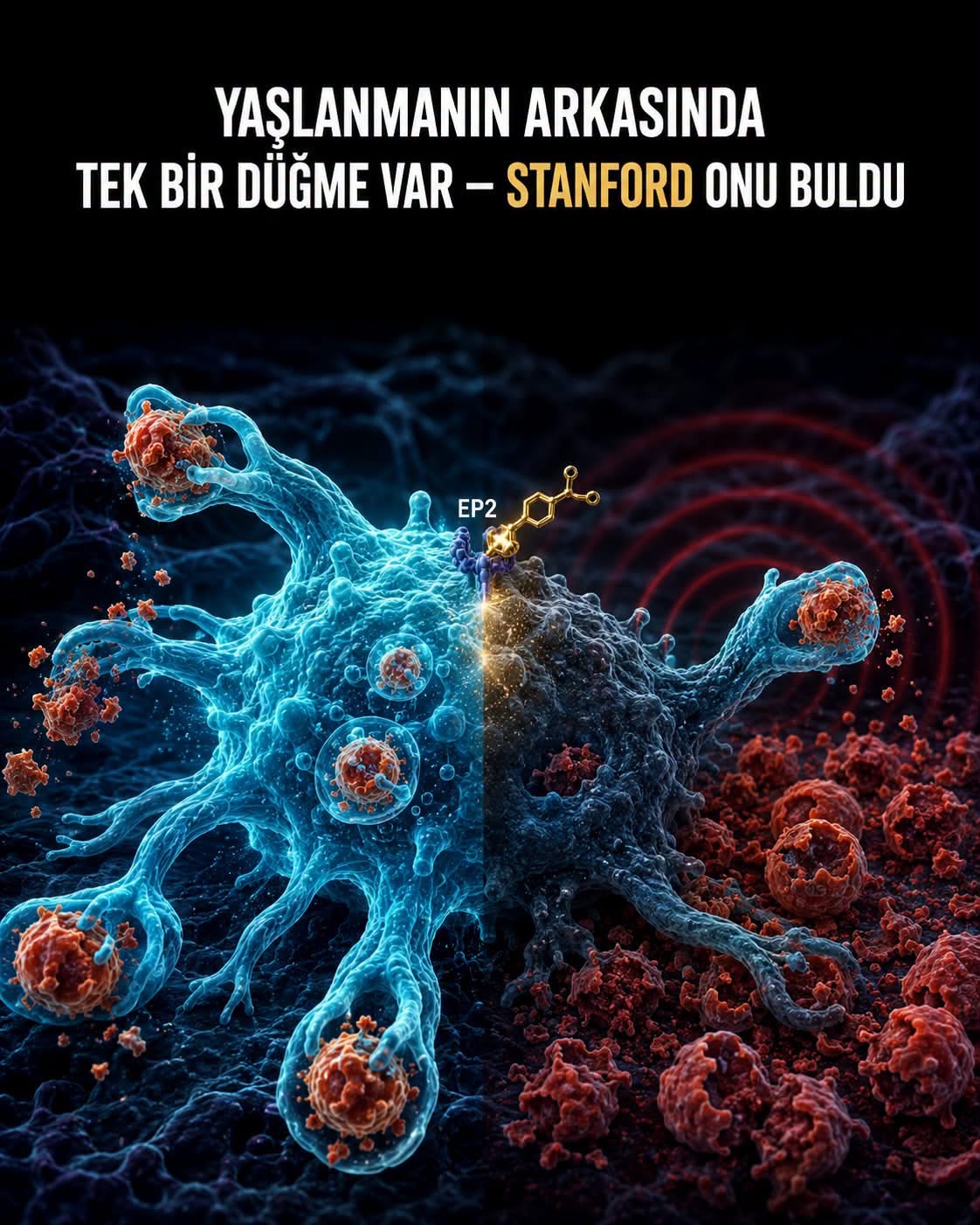 EP2 reseptörü ve bağışıklık hücrelerini gösteren bilimsel canlandırma